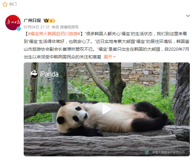 大熊猫福宝带火韩国赴四川旅游，归国受热捧！