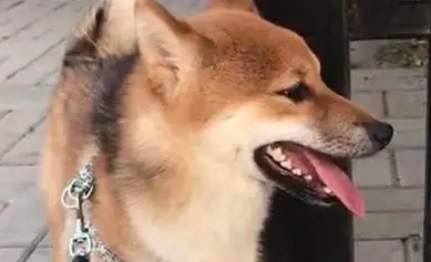 小柴犬被妈妈批评，内心毫无波澜，甚至还想略略略