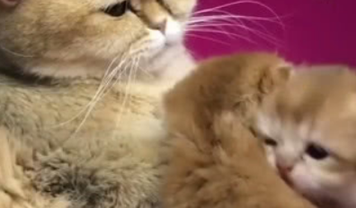 狗狗一直盯着小奶猫看，激动到颤抖，猫妈：哪凉快哪呆去 