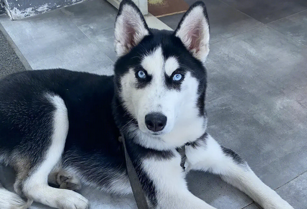 高冷猫咪遇见犯二哈士奇也是没辙了，只能靠装睡来躲避骚扰