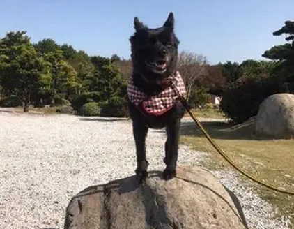 主人回家看到狗子盖了一个蚊帐，结果妈妈的解释，笑了！