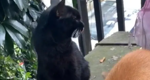 救助流浪猫时，发现有人放了4条大鱼，流浪猫：心有鱼而力不足啊