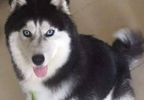 二哈已经是犬界的帅哥美女了，而雪哈更是二哈中的颜值巅峰啊！