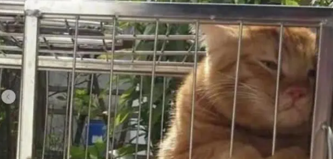 橘猫吼了小白猫后，反而自己委屈了起来，真是一言不合就飙戏
