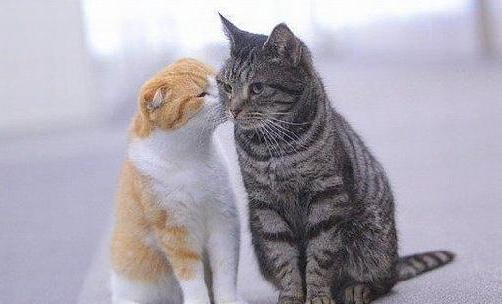 黄色的折耳猫 每天巴结黑猫 黑猫超高冷范！
