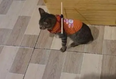 网友为防止猫咪偷跑出去，在它身上装了“小木棍”
