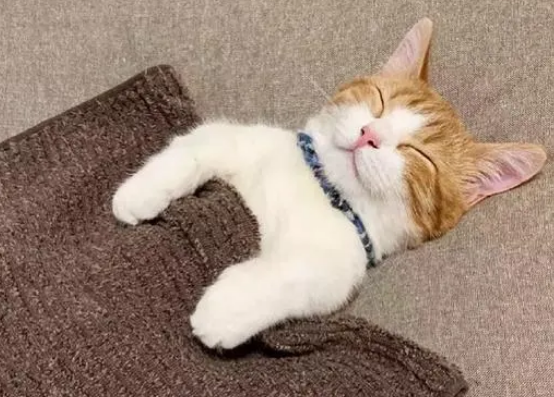 小橘猫躺着睡觉，跟个小孩子似的，主人给小橘猫盖被子