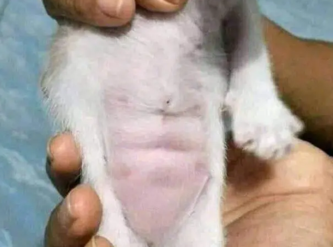 小奶猫挂在绳子上，以为有人虐猫，看到猫咪之后笑了：猫还有腹肌
