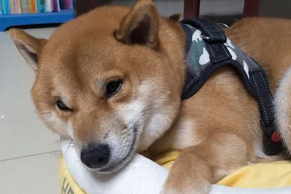 柴犬偷吃排骨后靠装睡躲过一劫，可这个表情还是暴露了它...