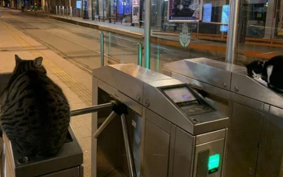 为什么不建议爱猫人士去土耳其