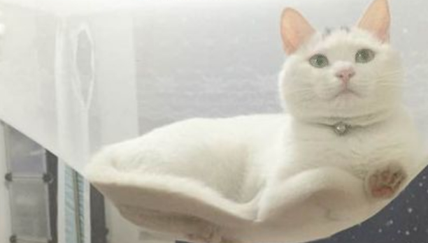 猫咪被主人关在蚊帐外，没想到聪明的猫咪最后这样溜了进去！