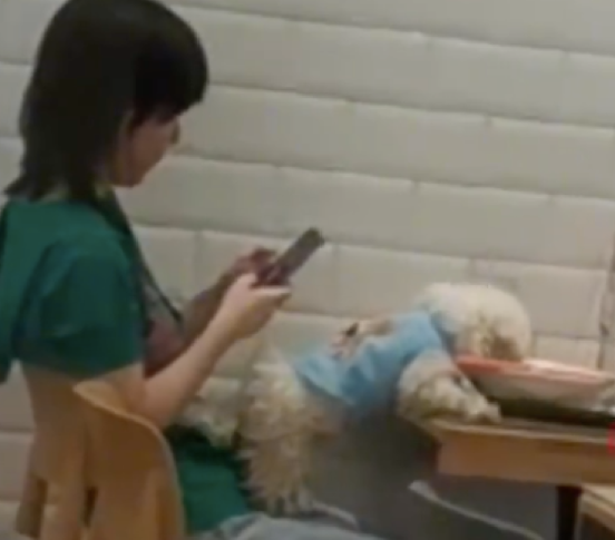女子带狗狗在餐馆吃饭，竟让狗狗上桌舔碗，太没有素质了吧！
