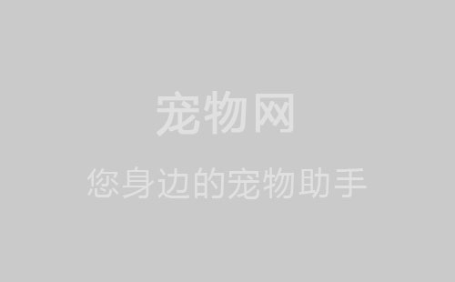 金蝉