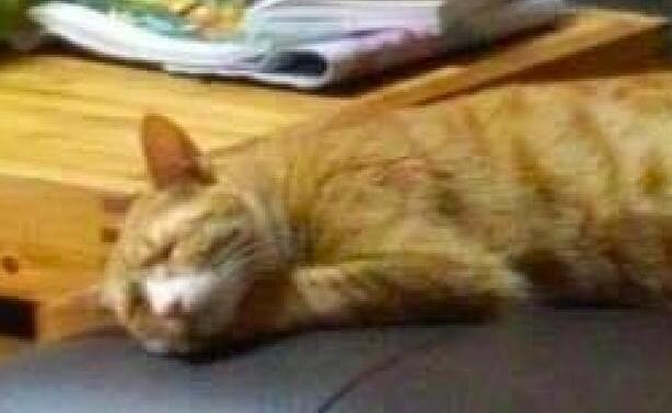 奶奶不疼孙子疼橘猫，看完这个睡姿后，总算是知道为啥了