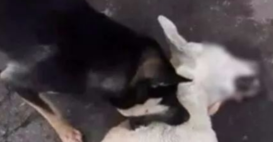 狗狗看到同伴被撞身亡，守在一旁不离不弃，感人举动让人泪如雨下 