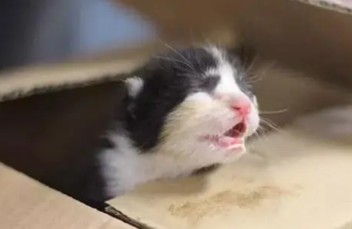 小男孩捡到出生不久的小猫，担心父母不同意养，把小猫送到宠物店