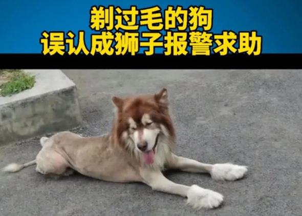 狗狗和狐狸杂交，生下只嘤嘤怪？