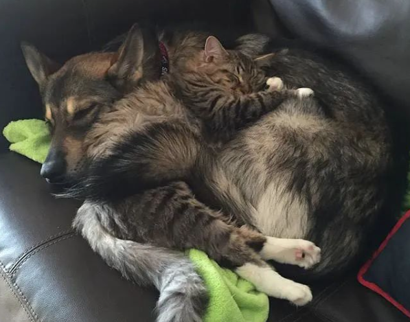 让狗子挑选想领养的小猫，结果它俩好到让主人吃醋：那我走？