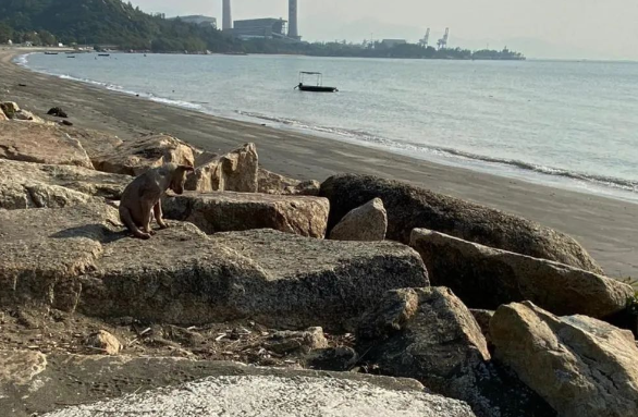 远看以为是石像，没想到却是狗狗，获救后毛发渐长，原来它竟长这样...