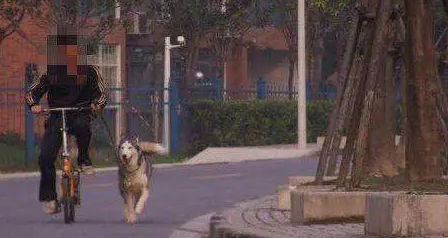 这位准备骑车溜哈士奇的主人，其实我已经猜到结局了，确实很痛