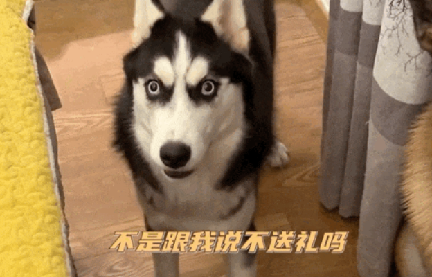 德牧送主人生日礼物，二哈不可置信退后几步：不是说不送礼吗