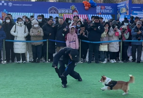 世界冠军来了！短腿警犬也来了！