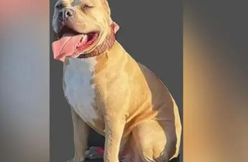 咬死其他宠物犬后“逃跑” 英国一只恶霸犬遭警方“通缉”
