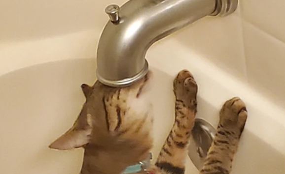 起猛了！小猫咪竟然和水龙头疯狂大战