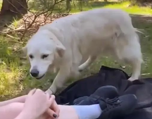 正在野餐的女孩们热情迎接黄金猎犬，没想到下秒发生悲剧！