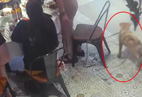 女生站起来夹菜的时候，狗狗默默将椅子拽走