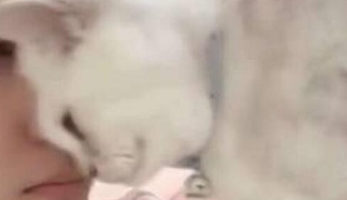 主人敷面膜猫主子狂蹭，猫咪：本喵也是需要保养的