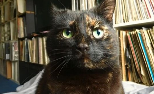 玳瑁猫给主人送礼物，发现主人不喜欢，它改送大叶子！