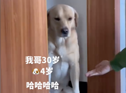 30岁的哥哥去逗4岁的狗狗玩，它很不情愿无语又嫌弃