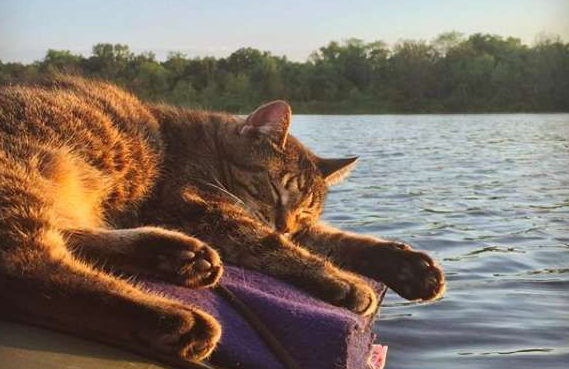 另类猫咪爱游湖，和主人划船共赏美景超惬意！