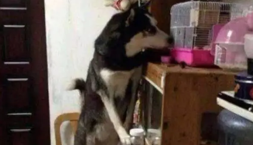 主人下班回家发现哈士奇一直盯着松鼠，还流了一桌子的口水