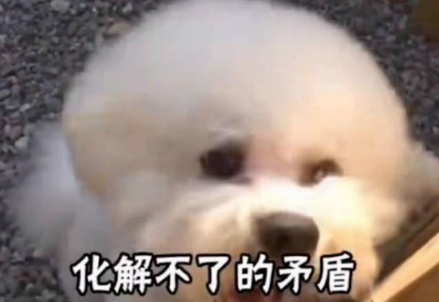 亲兄弟狗狗反目成仇，原因是2只母狗爱上哥哥，弟弟因爱生恨