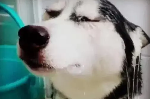 主人上班把二哈关在厕所，回来一看当场崩溃！网友笑疯！