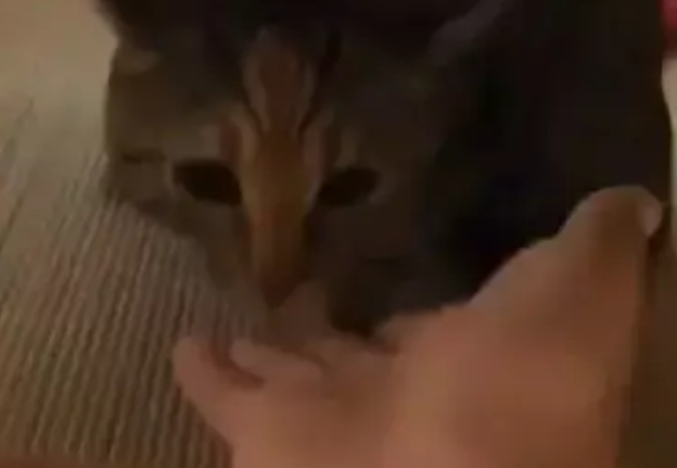 在外面摸了野猫，回家被家里的猫发现了，猫：你身上有它的香水味