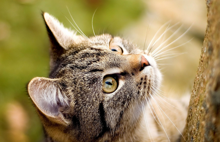 多例猫科动物感染新冠 研究人员：“猫”不传人