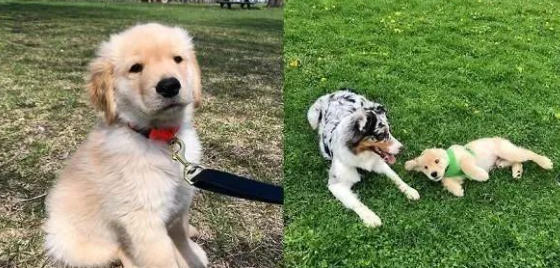 黄金猎犬意外吸引邻居爱慕，门缝塞纸条搭讪，内容融化万名网友！