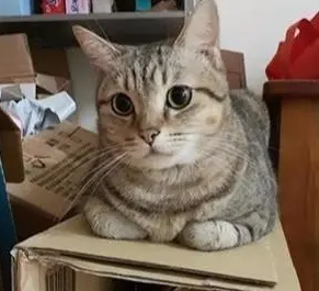 会“轻功”的猫，趴在悬空纸箱上睡觉，箱子还能纹丝不动