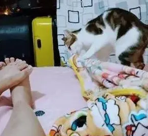 猫咪晚上抢被子，宠主发到网上哭诉，网友却说她身在福中不知福