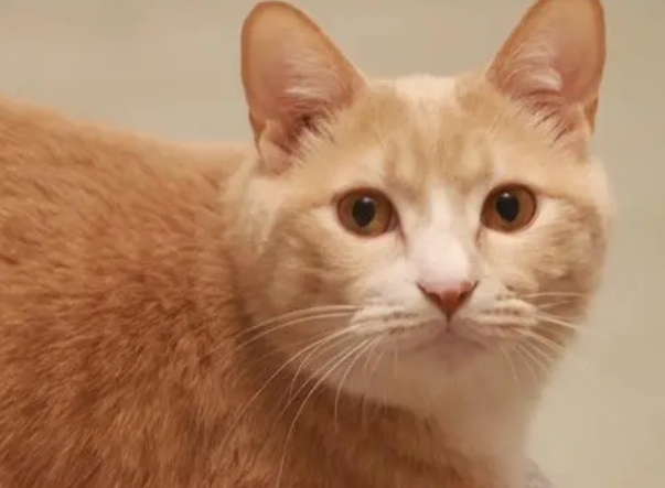 十个橘猫九个胖，又呆萌又可爱？殊不知你的爱它早已承受不来 