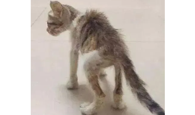 小猫饿到不足5斤重，被好心人救后变得肥美可爱，网友：你是它的天使！