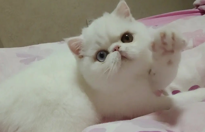 加菲猫刚生完小猫，就遭主人无情遗弃，最后医生看不下去了……