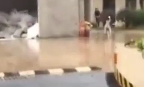 下雨了主人被困，于是哈士奇给主人送雨伞，网友直呼：二哈没白养