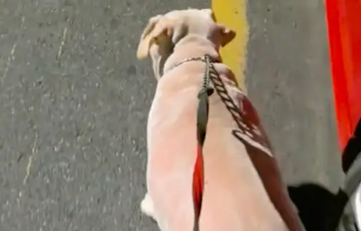 主人电瓶车没电了，胖成猪的狗狗就是不愿下来