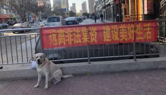 网友着急回家上厕所，不小心把拉布拉多关在门外了！