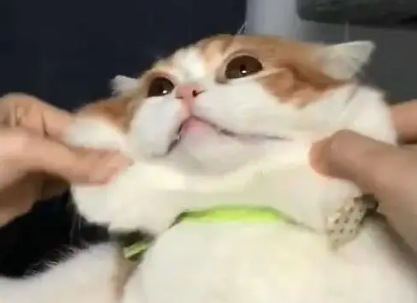  铲屎官揉起猫来毫不留情，猫的脸都被揉变形了！