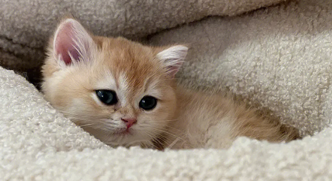 主人把小奶猫放嘴里，母猫瞬间被激怒，凶狠的看着主人：你敢！